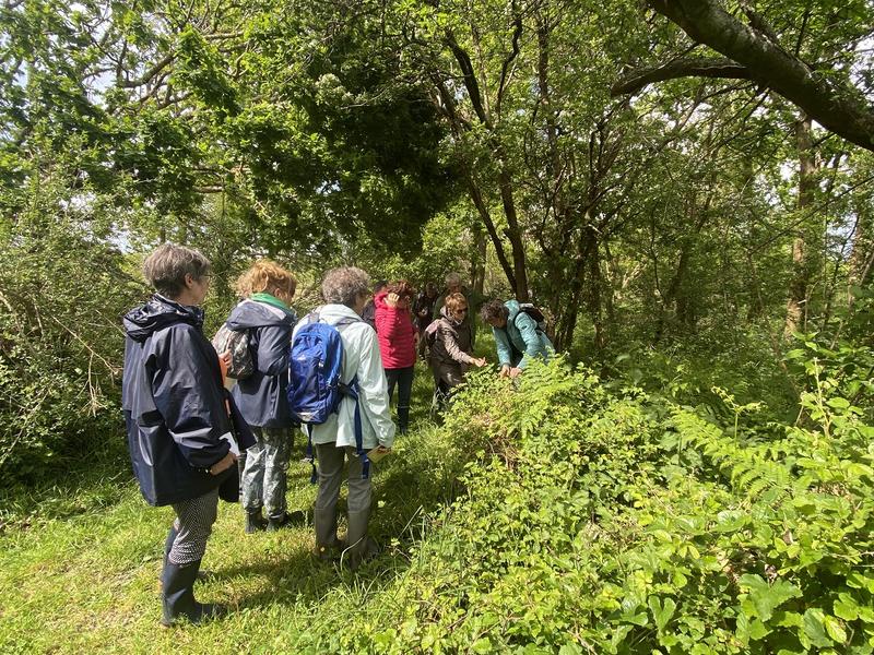 Plantes comestibles à la Réserve Naturelle Nationale de Mathon