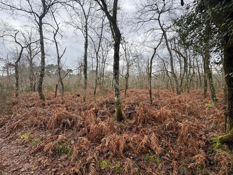 Terrain - 96 131 m²