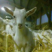 invitation chez les chèvres d'Argonne