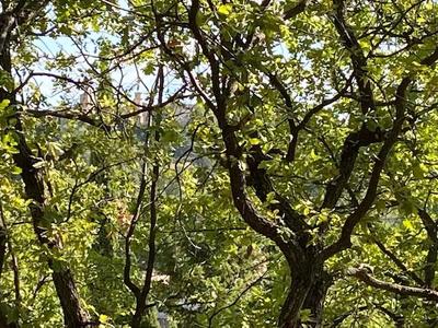 Terrain constructible - 1 820 m²