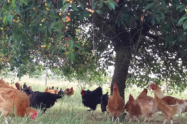 Les Volailles de Veronique