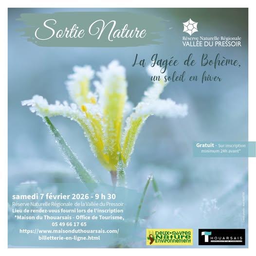 Sortie nature : la Gagée de Bohême