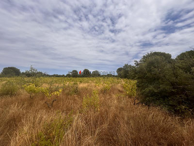 Terrain agricole - 5 000 m²