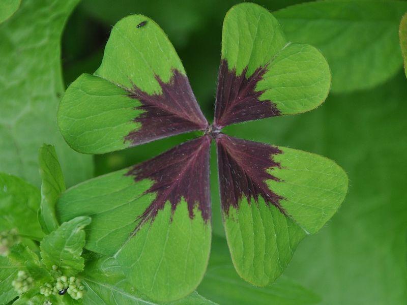 Concert "Tout Folkant"