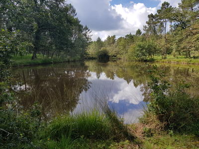 Gîte chalet avec étang location
