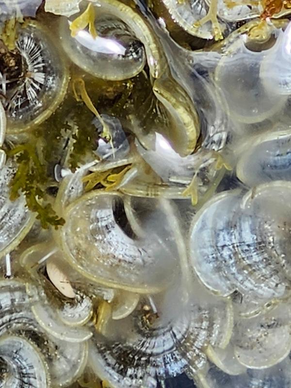 Sortie nature du Muséum et atelier : découverte des algues du littoral (Marseille)