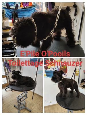 Salon Toilettage E'Pile O'Pooils