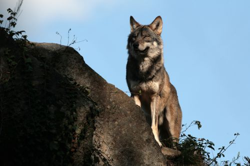 Les Loups de Chabrières