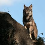 Les Loups de Chabrières