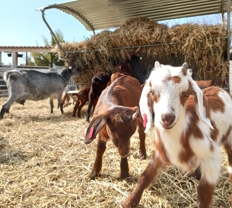 Dans la peau d'un berger : Immersion à la ferme