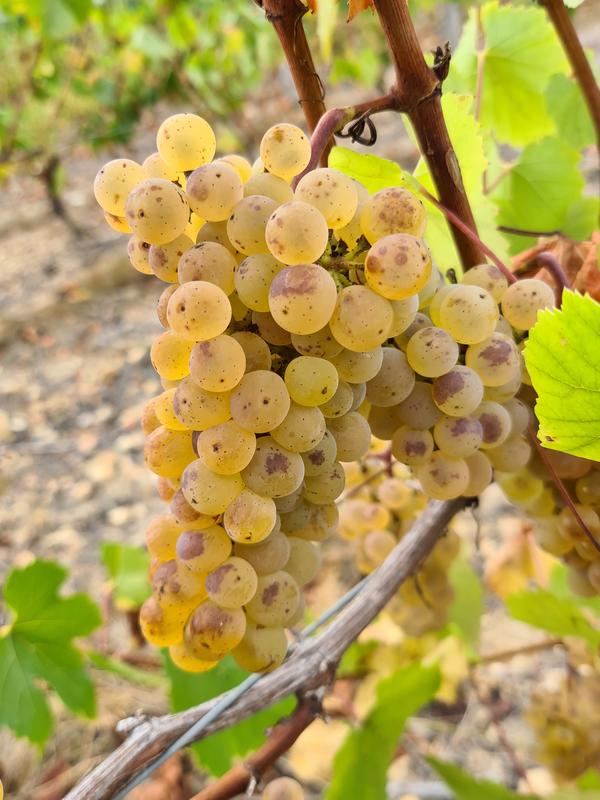 portes ouvertes et marché fermier