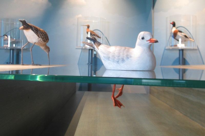 P'tite visite sur les oiseaux de la Baie du Mont Saint-Michel