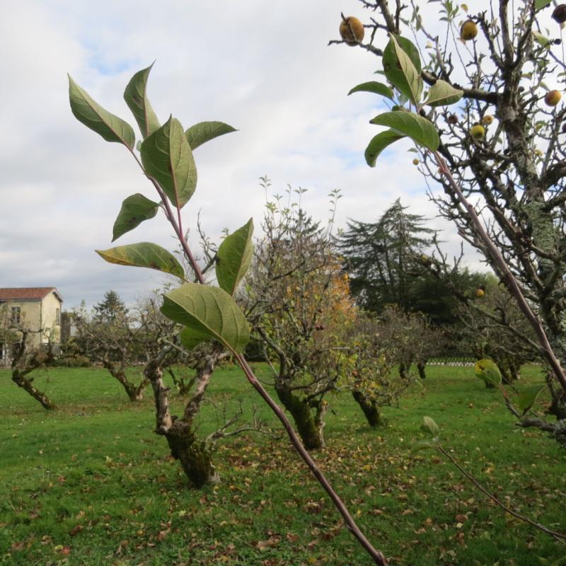 Maison de village - 200 m² - 11 pièces