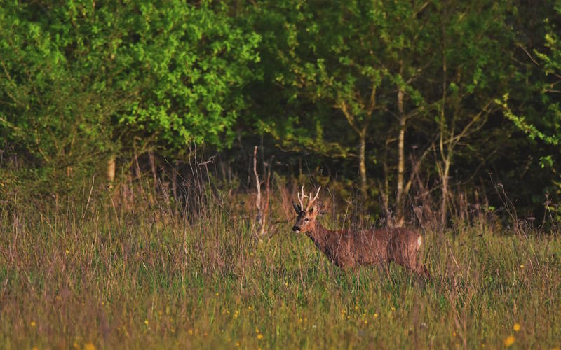 Sortie nature Cpie Pays Basque : "Qui aboie dans les bois ? "