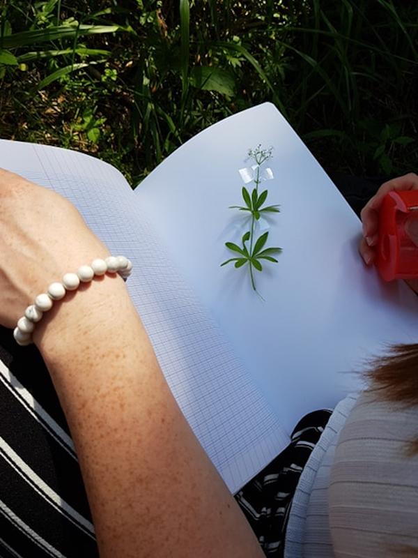 Sortie découverte des plantes sauvages