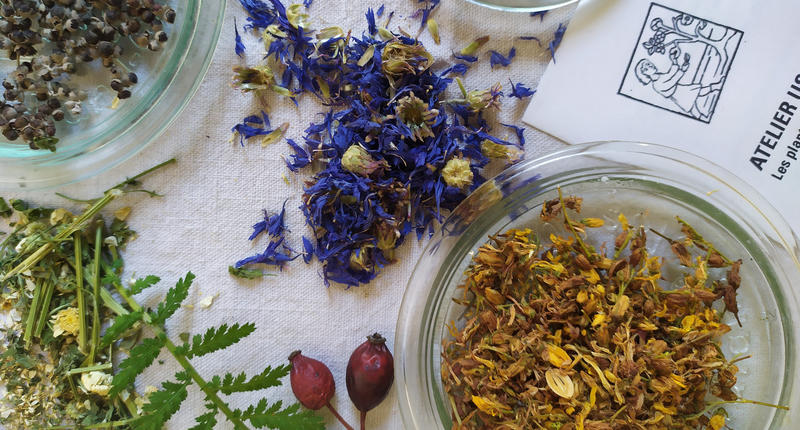 Stage Botanique et Usages des Plantes