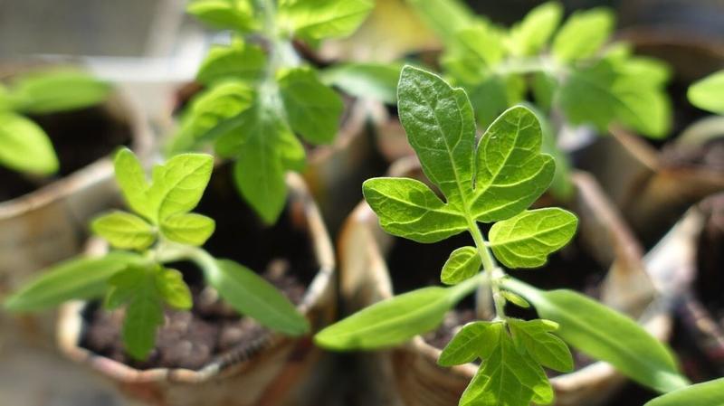 Atelier remèdes gemmothérapie