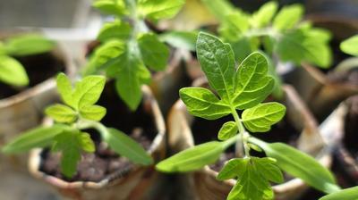 Atelier remèdes gemmothérapie