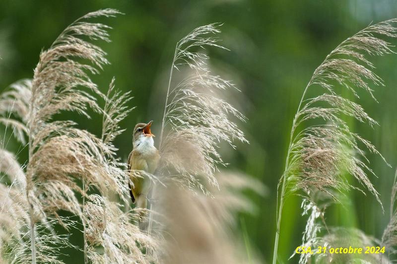 Exposition photo le roseau, source de vie