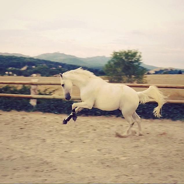 Balade à poney ou à cheval