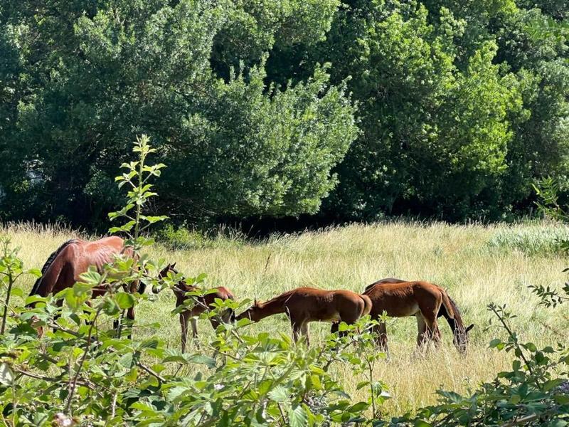 Maison - 187 m² - 6 pièces