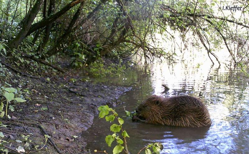 Visite guidée : Sur la piste du castor