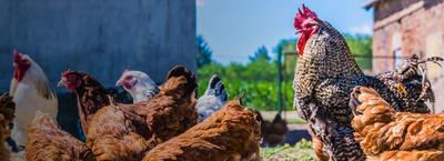 Poulet Néron - Nathalie Néron