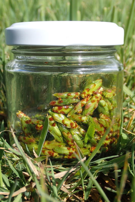 Stage: macérat glycériné de bourgeons