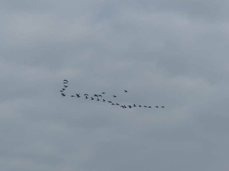 Balade nature "La migration"