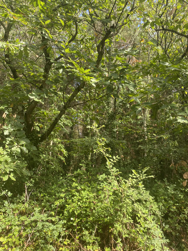 Terrain agricole - 19 300 m²