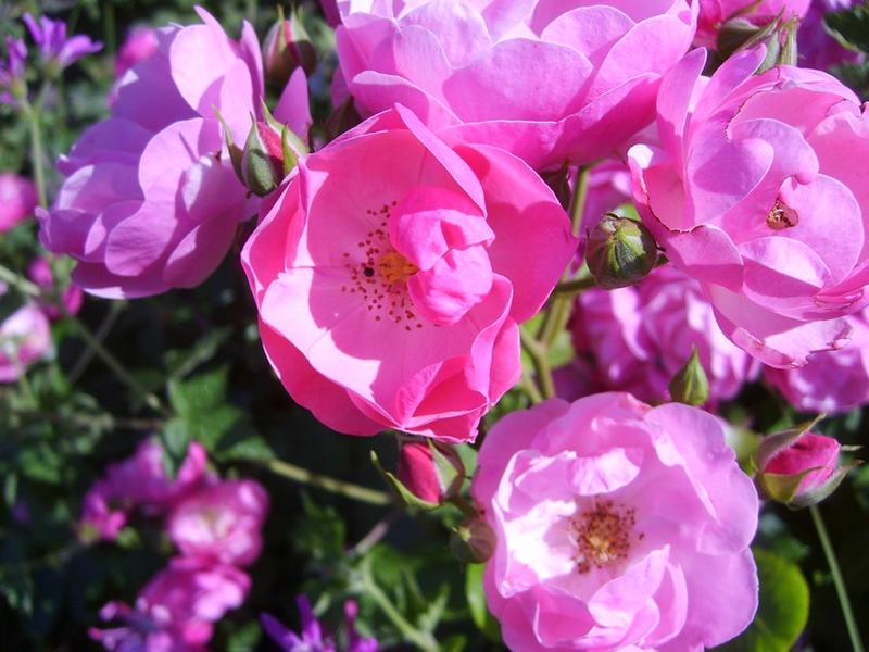 Rendez-vous aux jardins au Jardin de Mireille