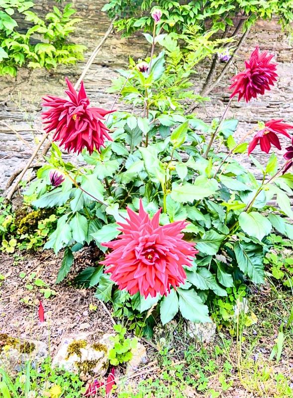 Maison - 78 m² - 4 pièces