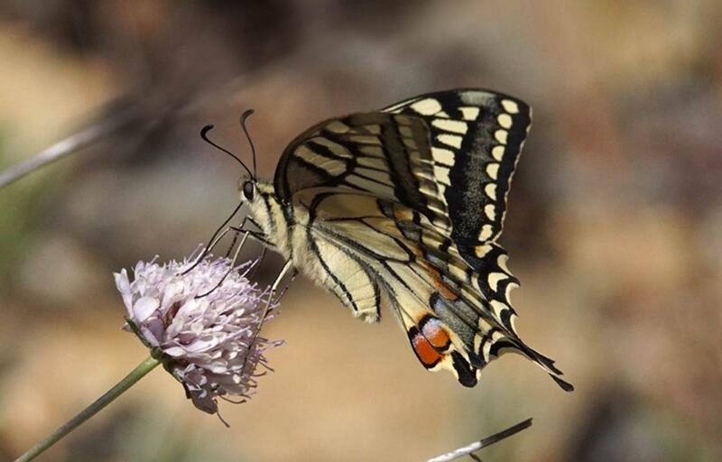 Balades Naturalistes du Mardi