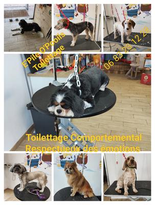 Salon Toilettage E'Pile O'Pooils