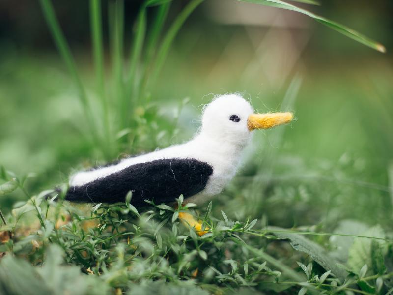 Dans la peau d'un bagueur à Terres d'Oiseaux