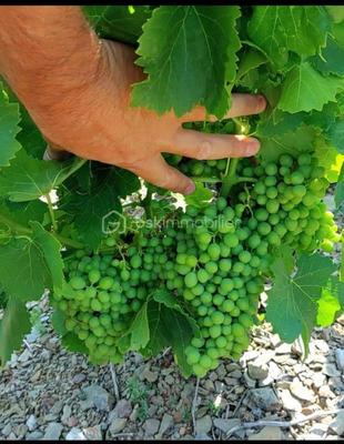 Terrain - 47 000 m²