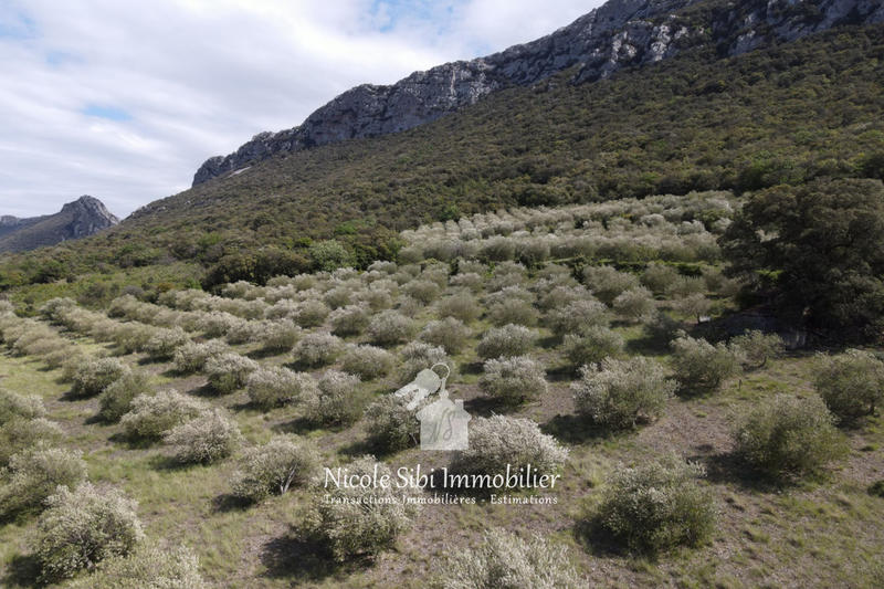 Terrain agricole - 45 557 m²