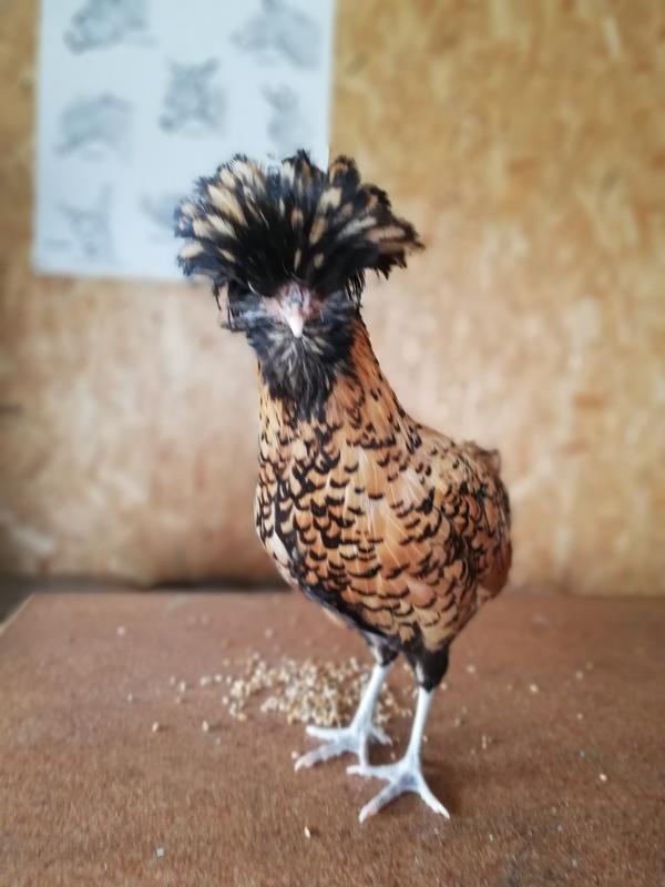 Atelier Baby fermier