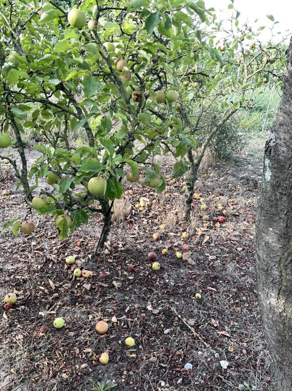 Maison - 50 m² - 2 pièces