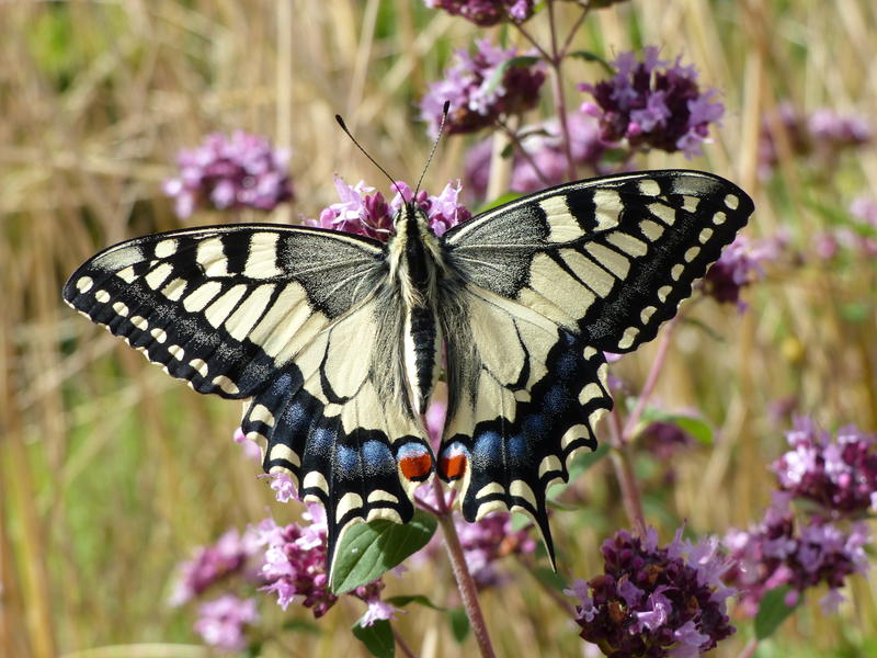 En'quête d'insectes !