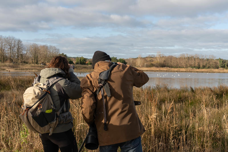 Formation aux oiseaux du littoral : les oiseaux hivernants du bassin d'Arcachon