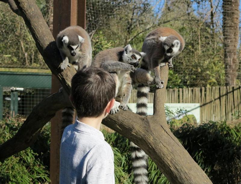 Stage &quot;mini-soigneur&quot;
