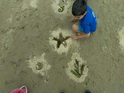 Plage, coquillages et farfouillage