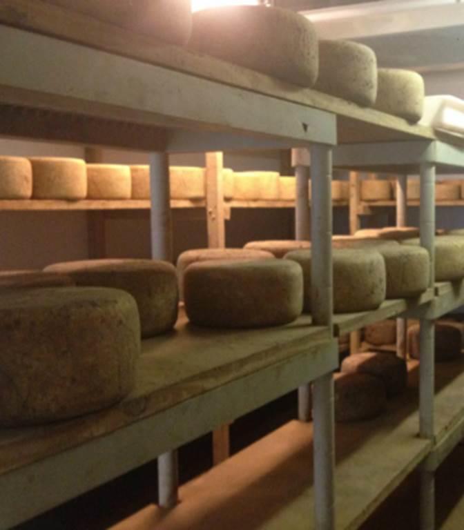 Assistez a la Traite des Vaches