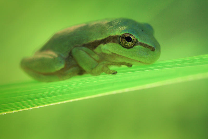Bois des Bruyères - les Veilleurs de la Mare