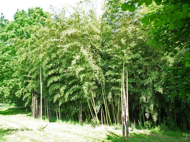 Rendez-vous aux Jardins : Bambousaie du Mépas