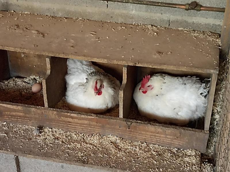 Nourrissage des animaux à la ferme Kieffer