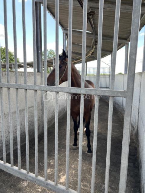 Maison de domaine équestre - 800 m² - 25 pièces