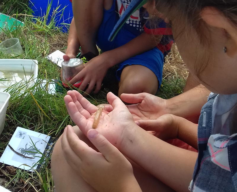 Les petites bêtes de l'eau