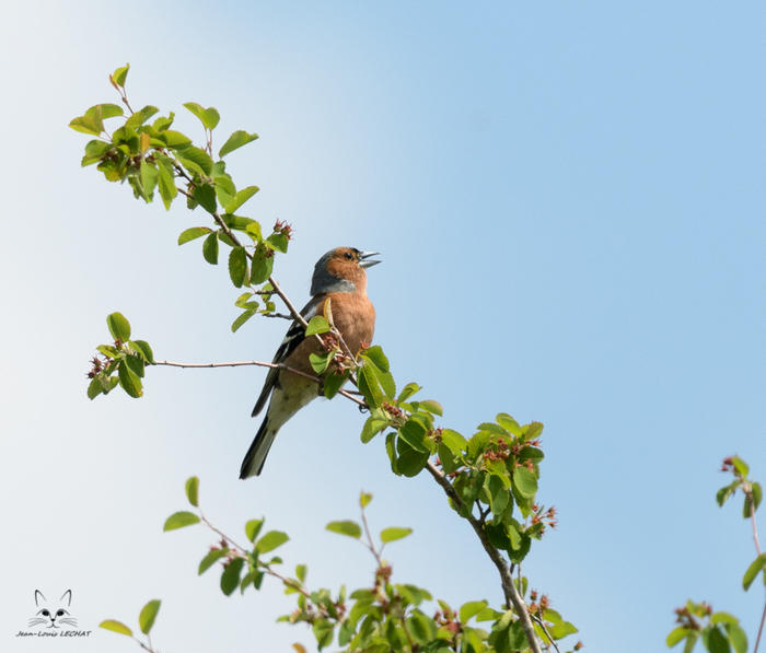 Initiation aux chants d'oiseaux forestiers